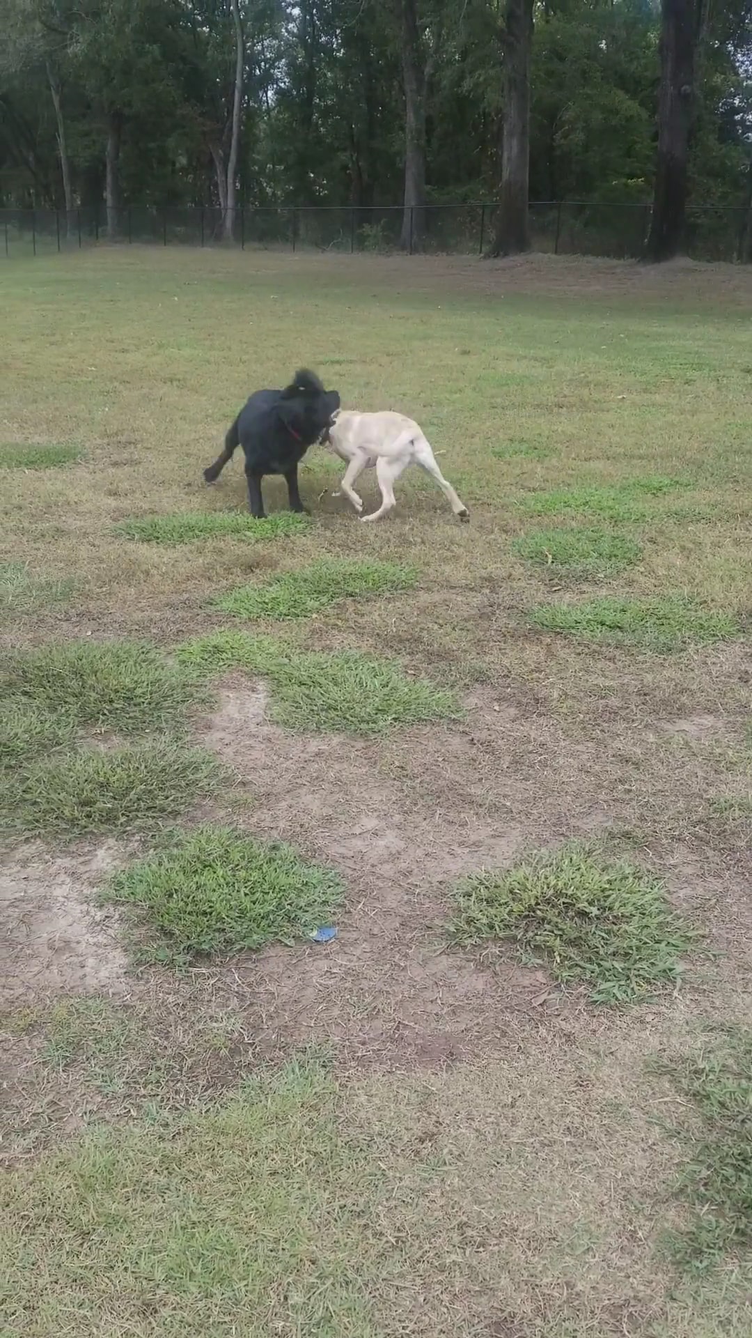 Sunrise Paw Park - Tyler, TX