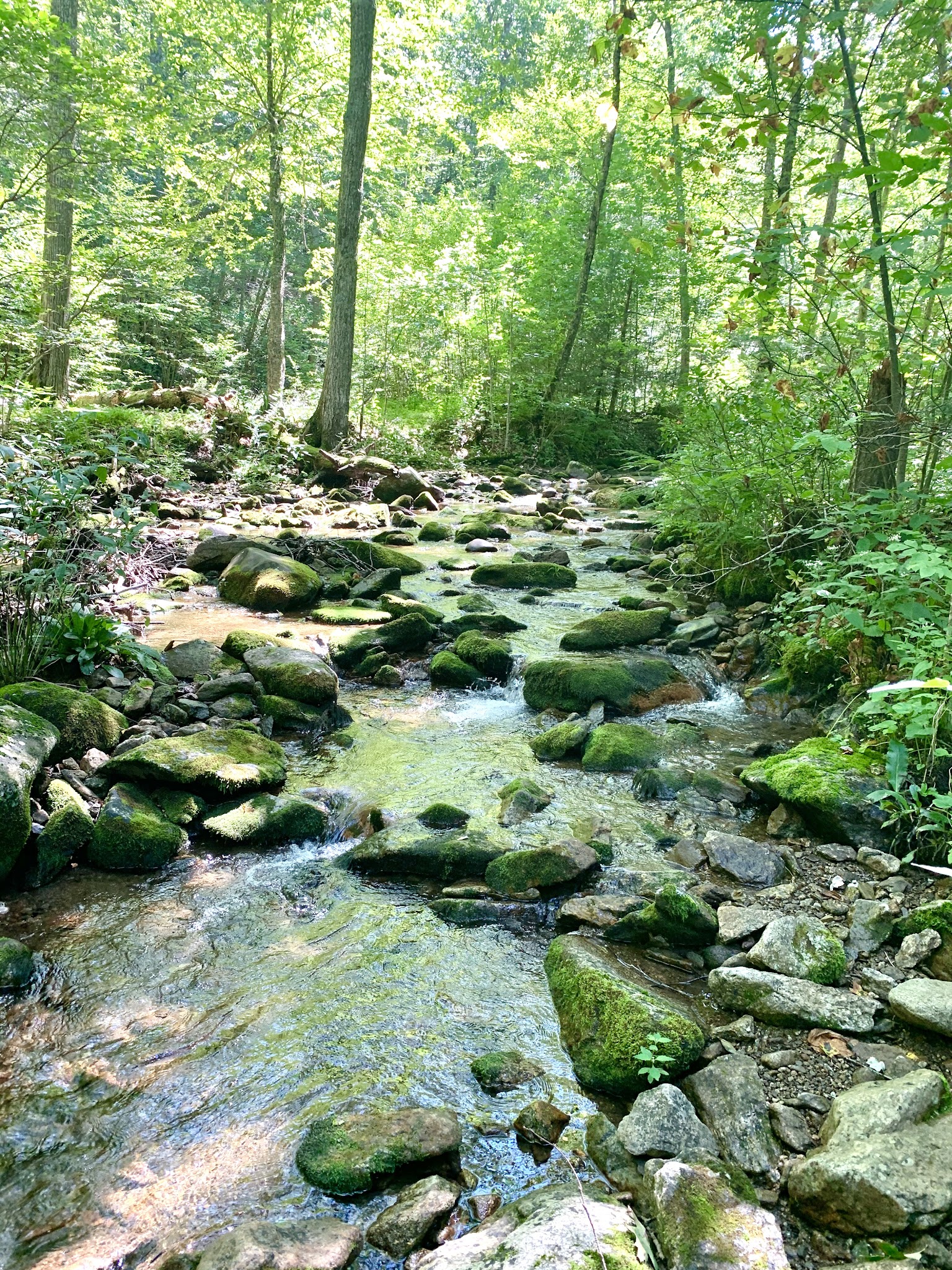 Crabtree Falls - Tyro, VA
