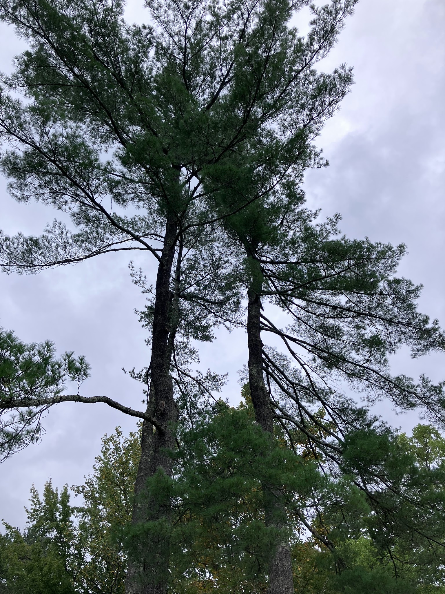 Foxhaven Trails Parking - University, VA