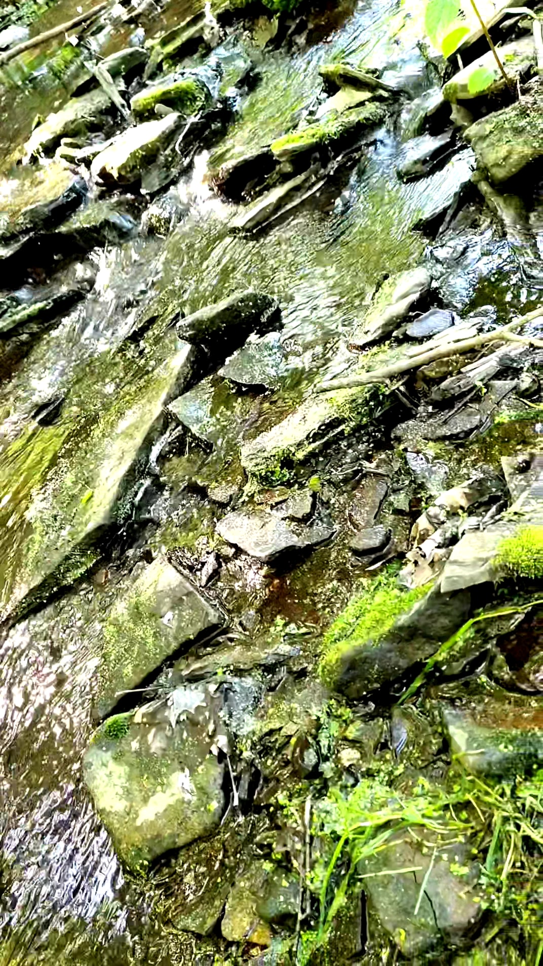 Bear Rock Lakes Wildlife Management Area - Valley Grove, WV