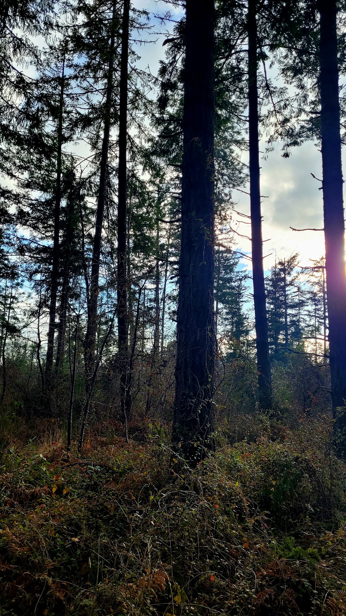 Veneta City Park - Veneta, OR