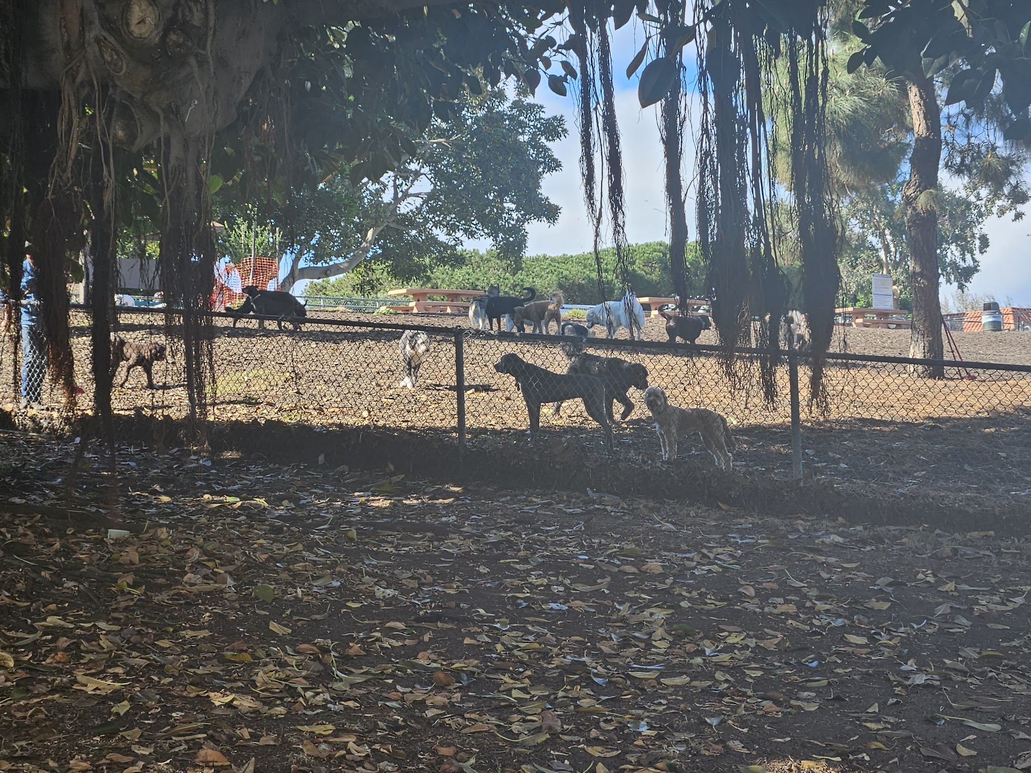 Westminster Dog Park - Venice, CA