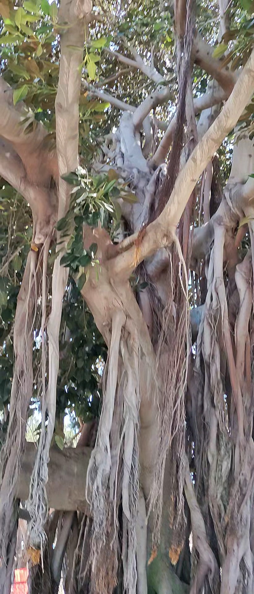 Westminster Dog Park - Venice, CA