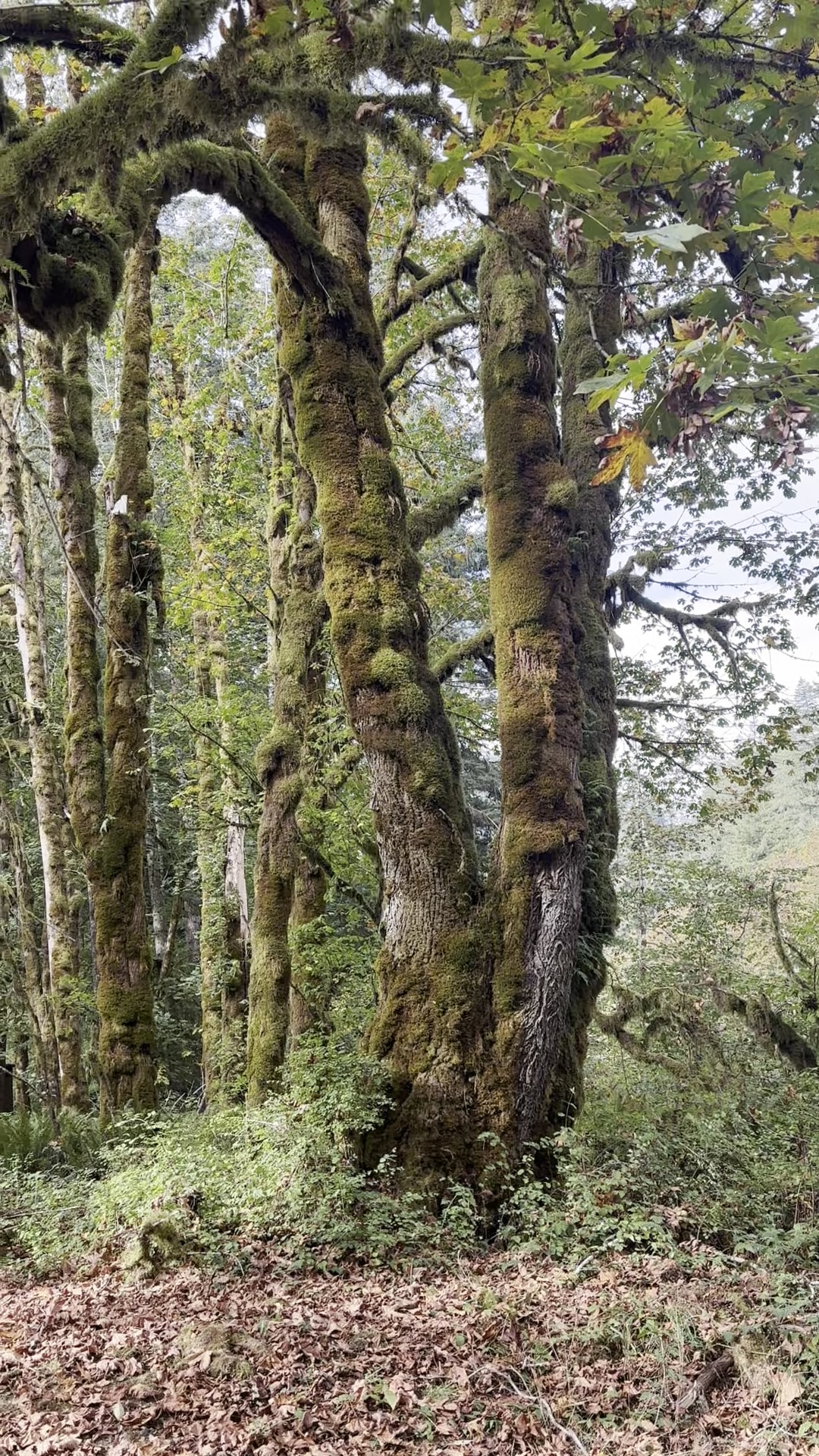 Linslaw Park - Walton, OR