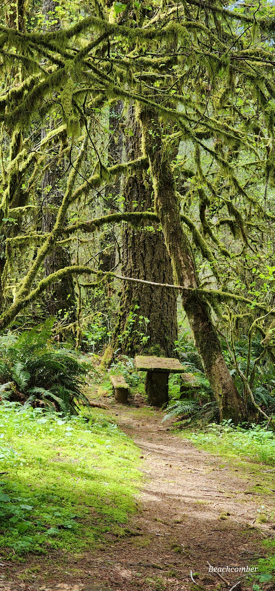 Linslaw Park - Walton, OR