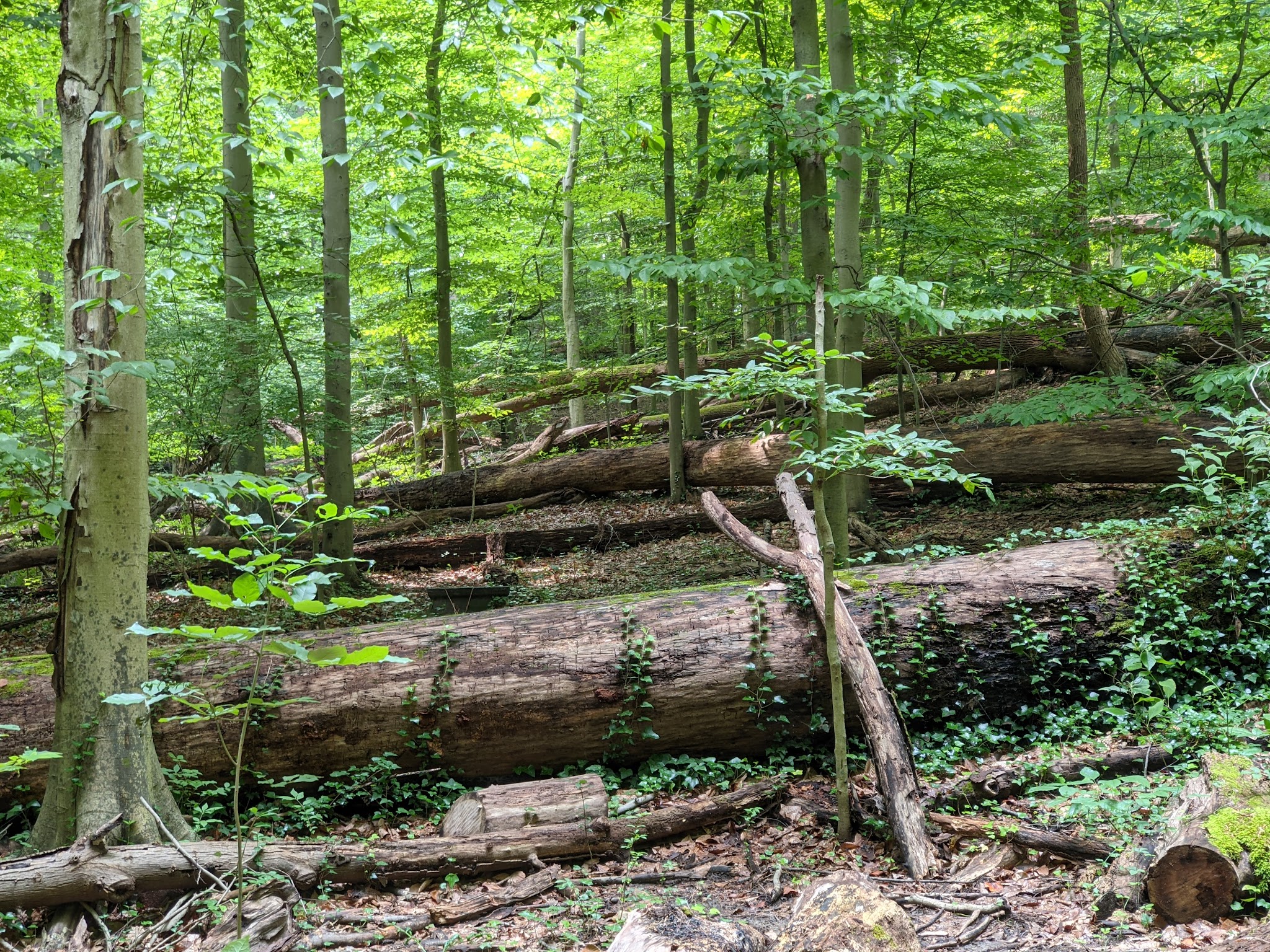Battery Kemble Park - Washington,