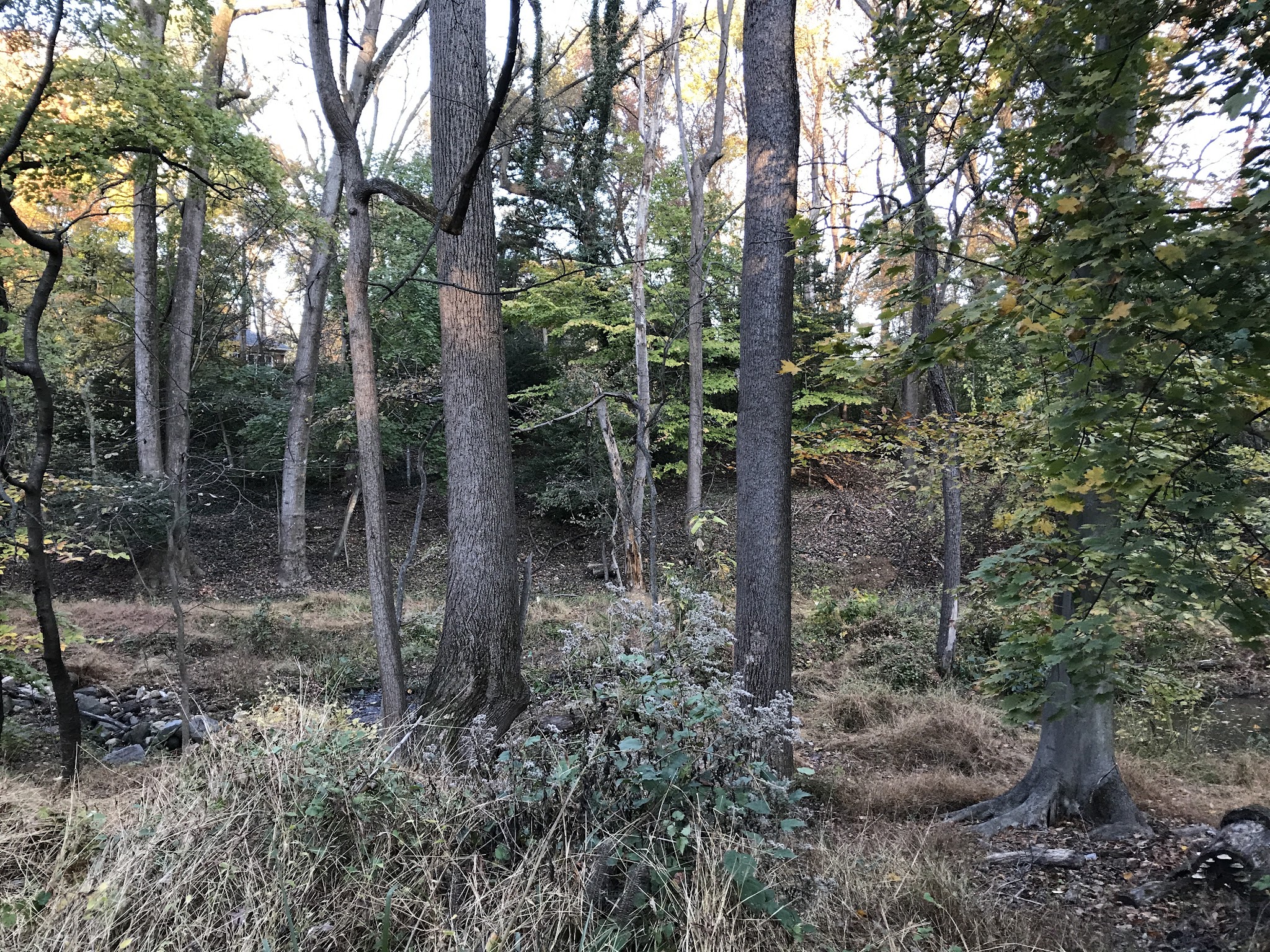 Linnean Park - Washington,