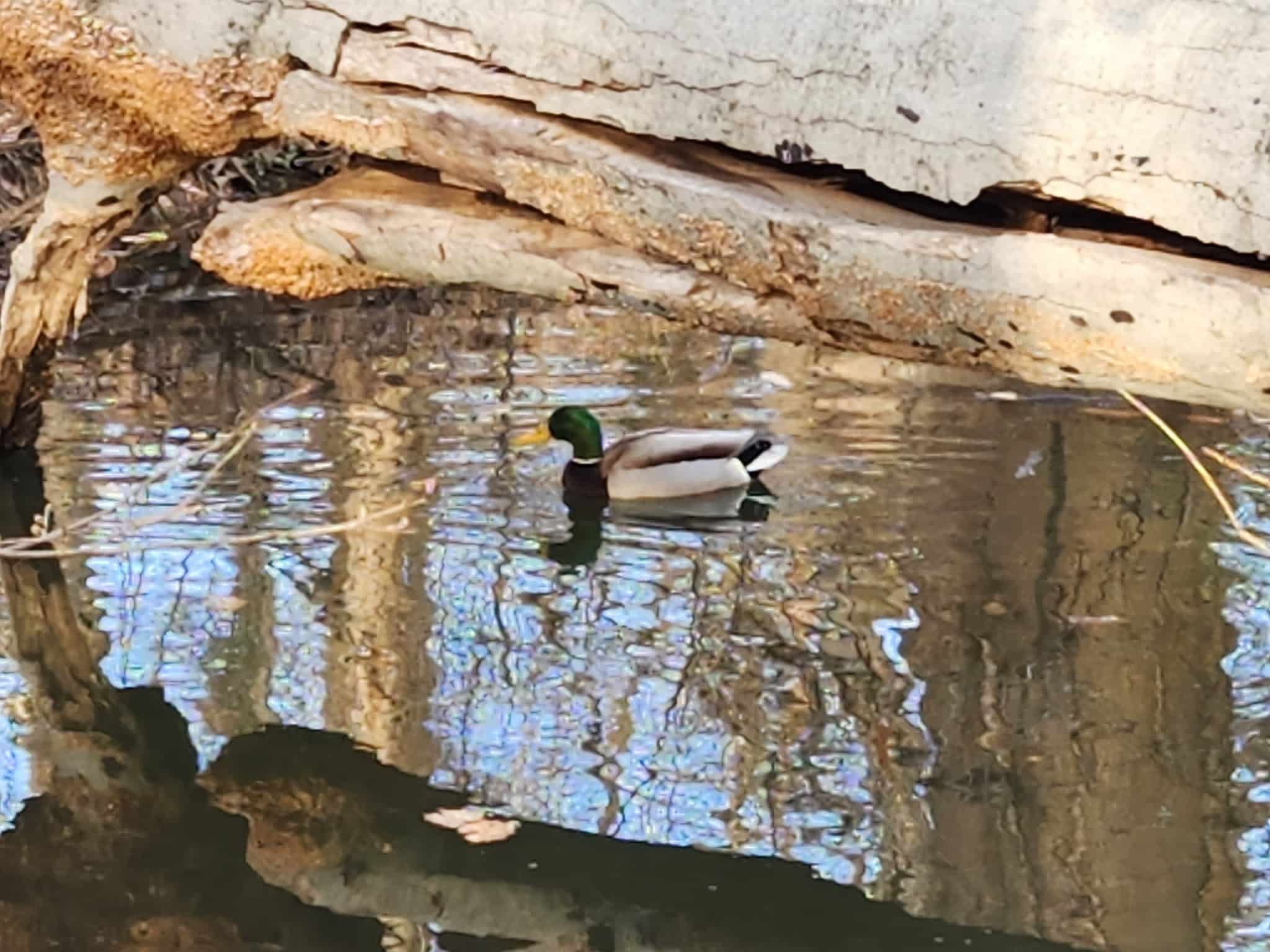 Linnean Park - Washington,