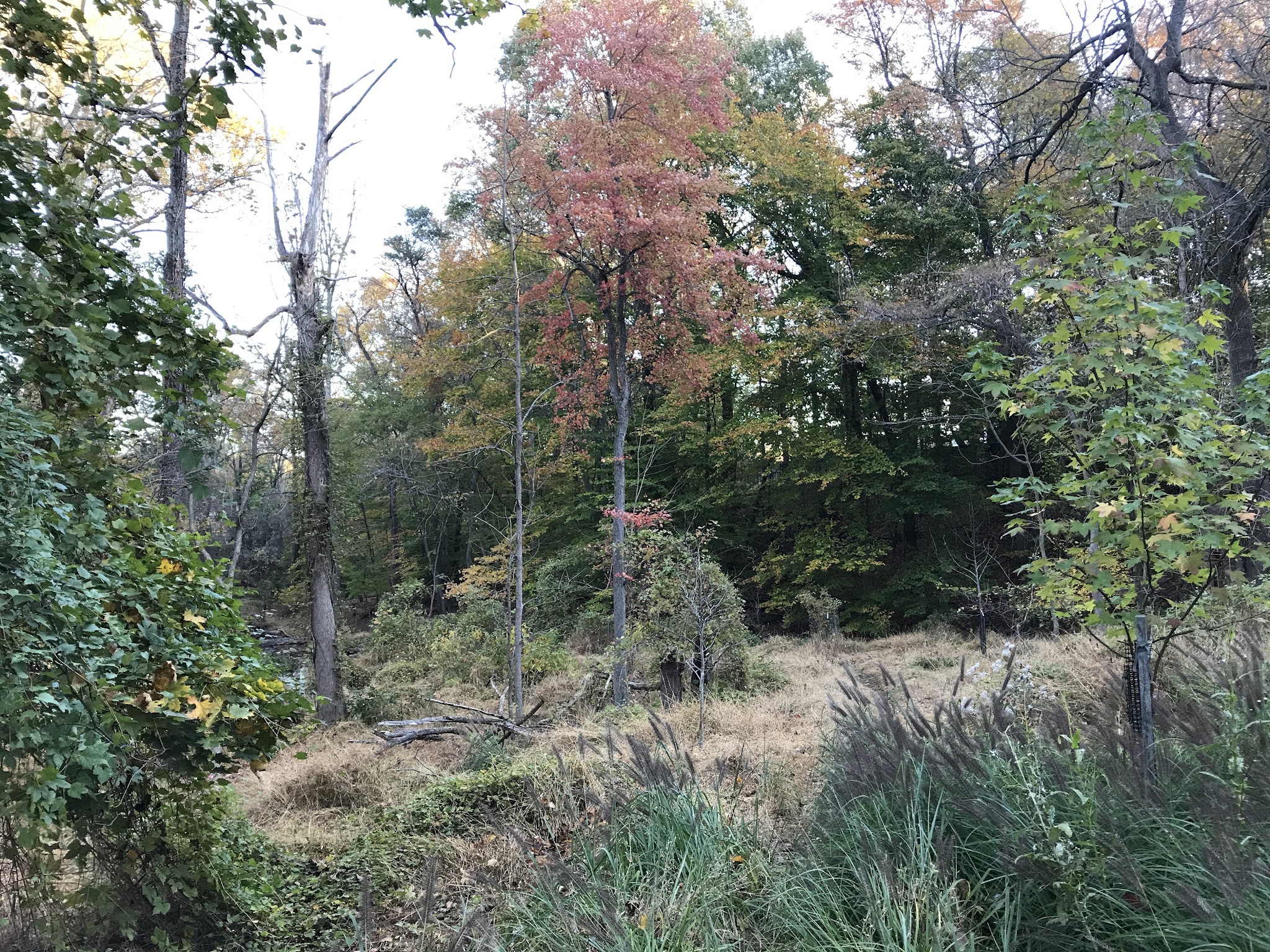 Linnean Park - Washington,