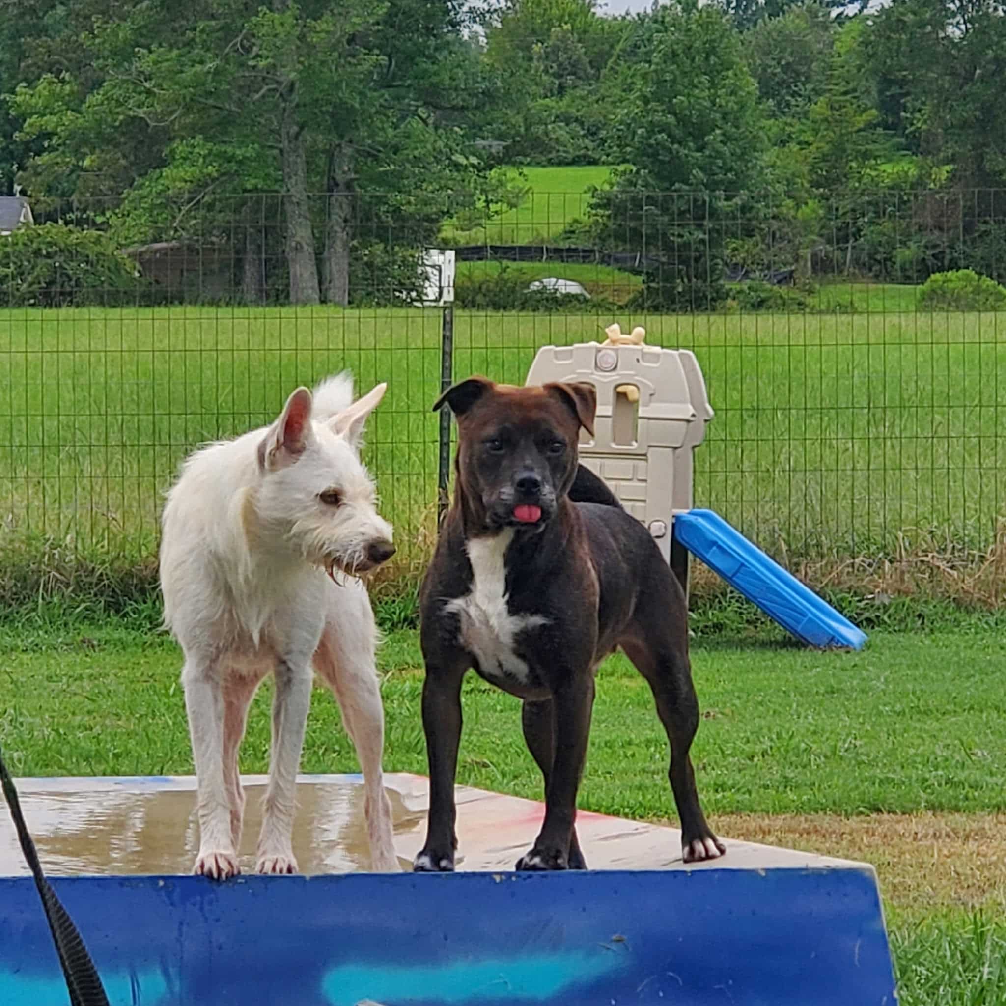 Candyman Pet Lodge - Waskom, TX