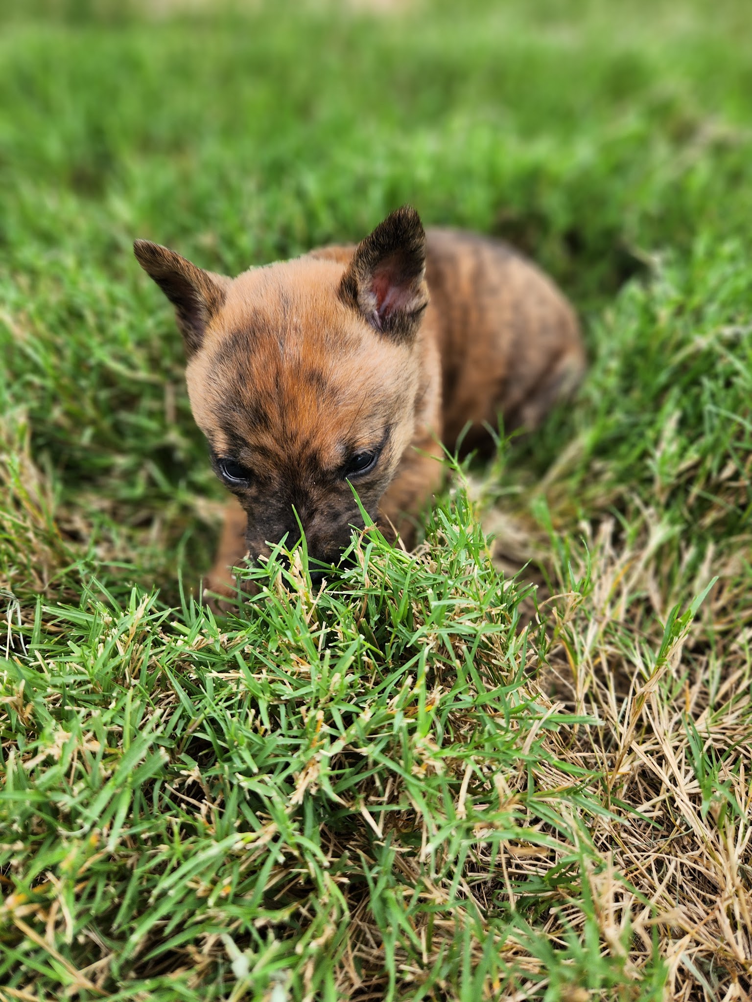 Candyman Pet Lodge - Waskom, TX