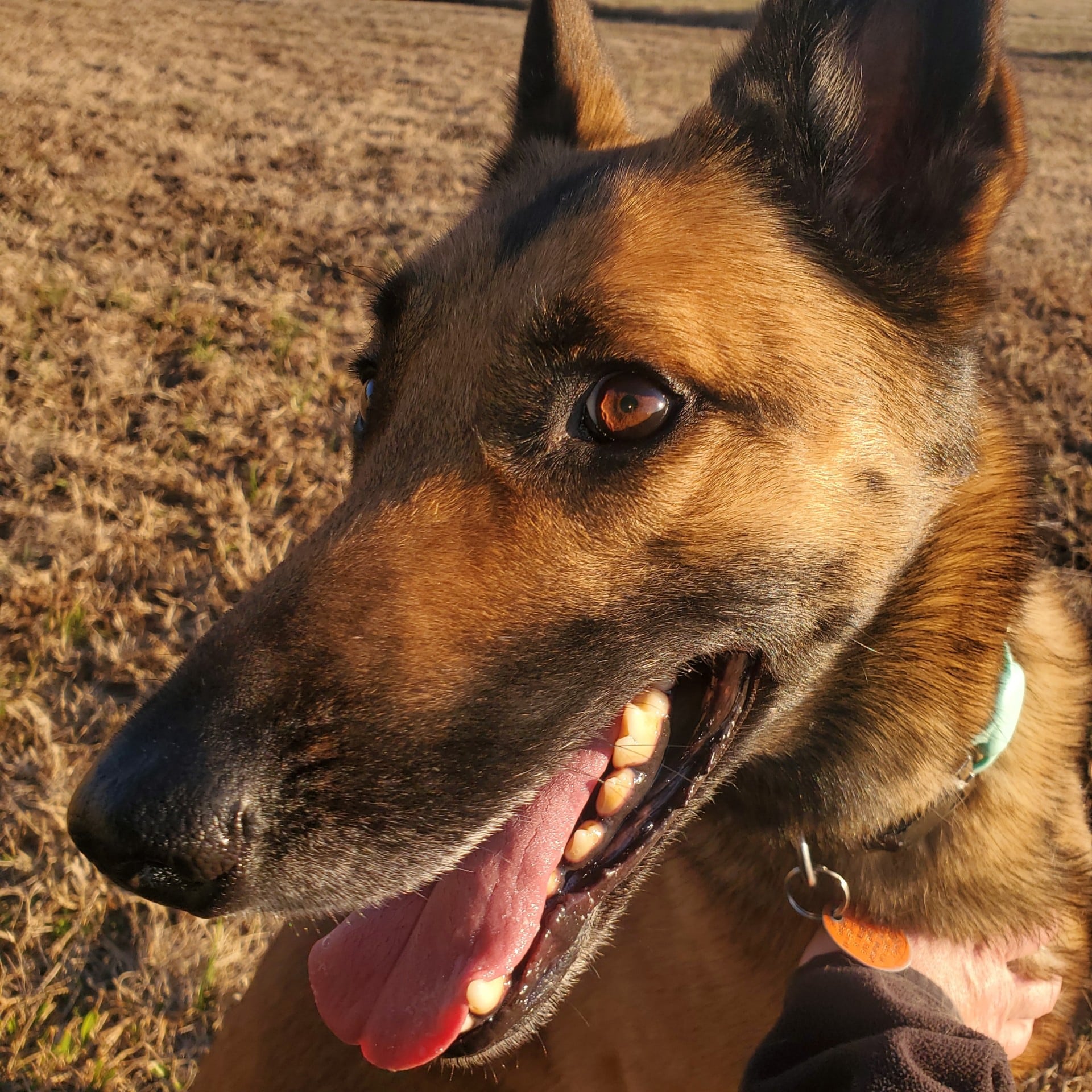 Candyman Pet Lodge - Waskom, TX