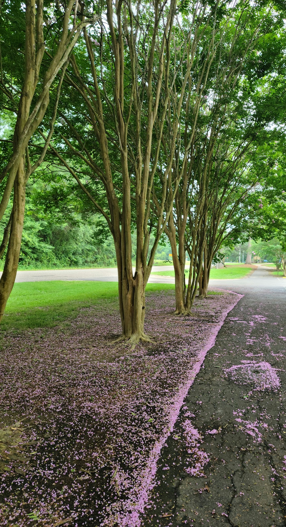 Waskom-Taylor Park - Waskom, TX