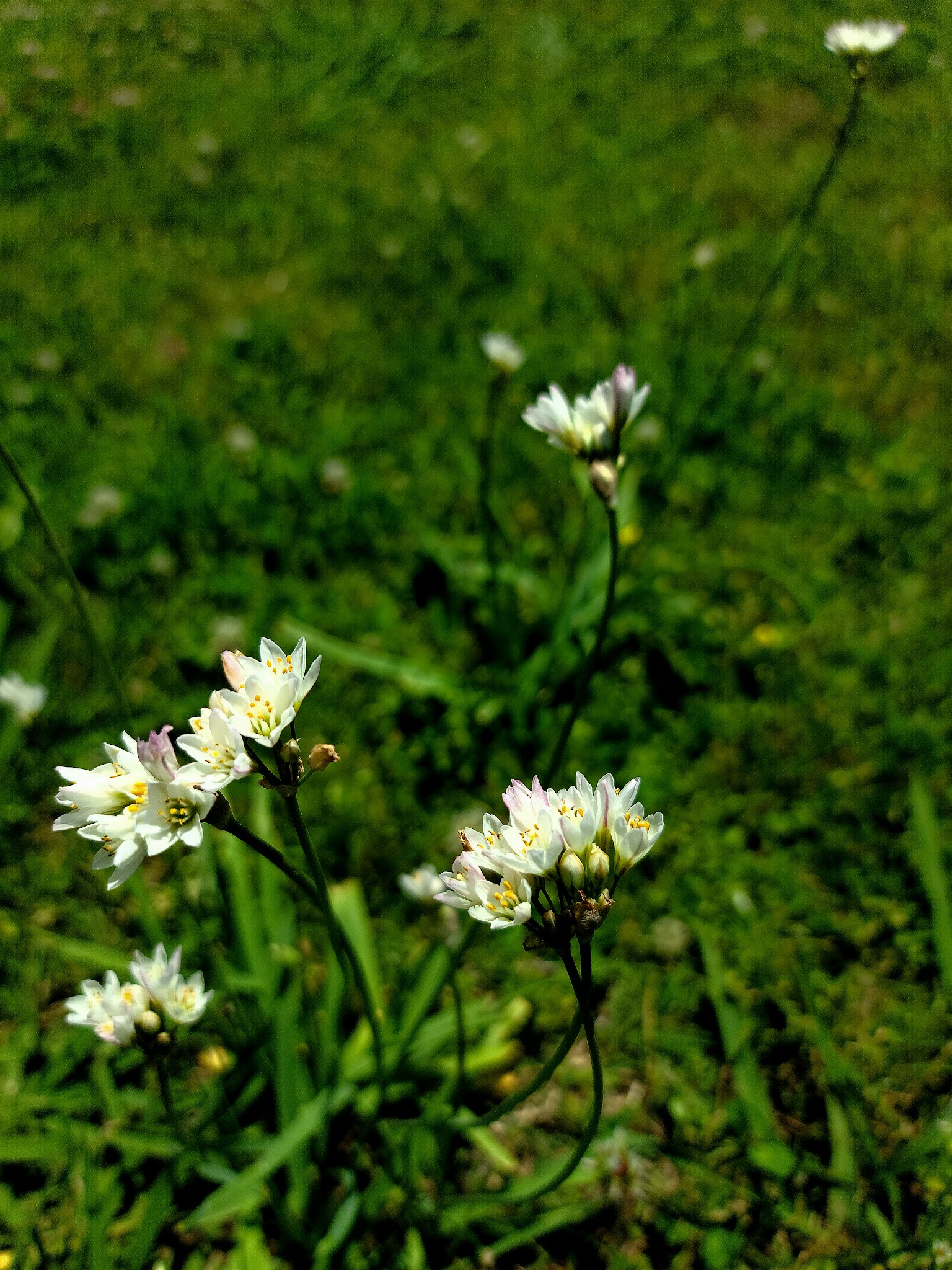 Waskom-Taylor Park - Waskom, TX