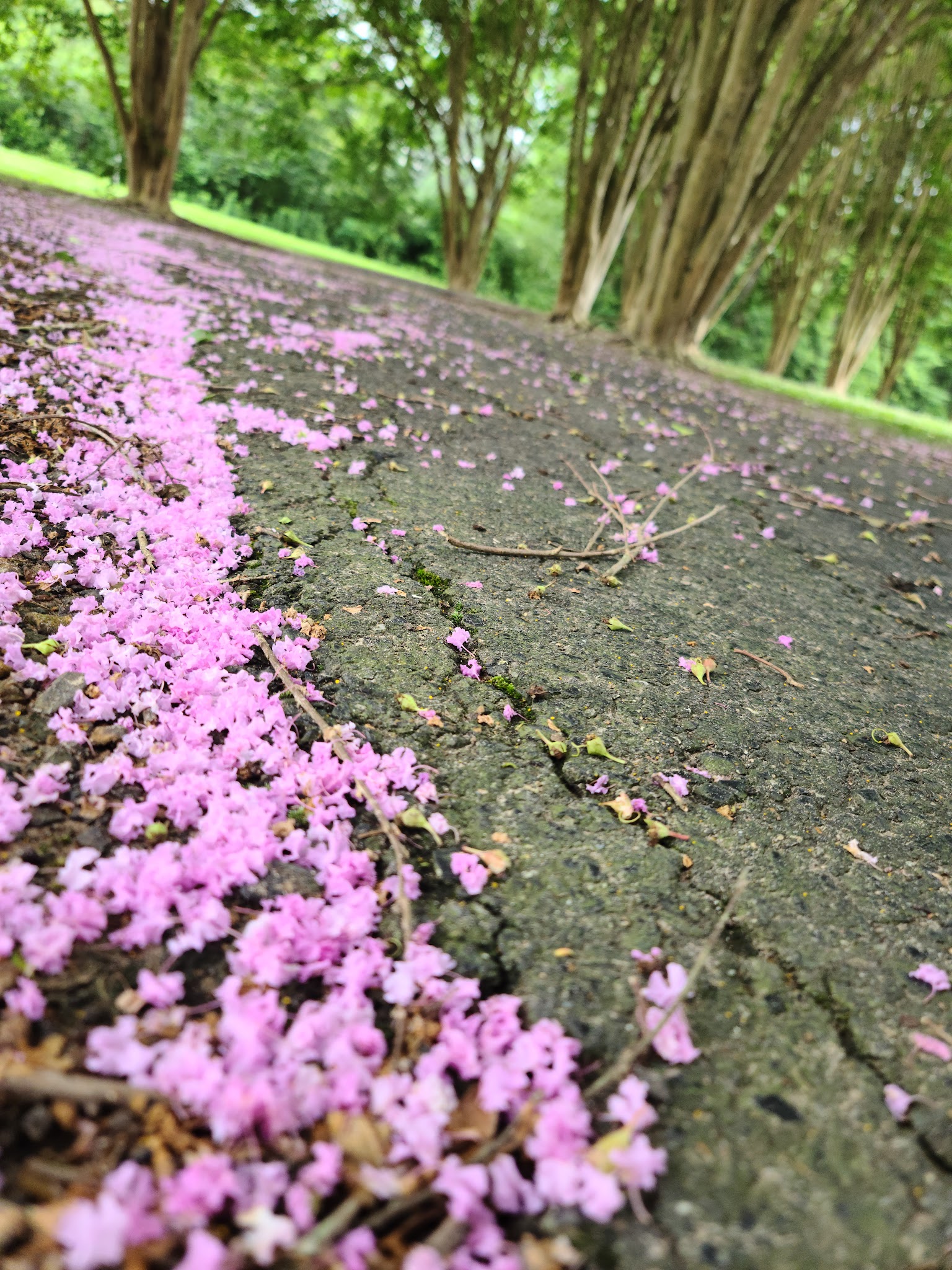 Waskom-Taylor Park - Waskom, TX