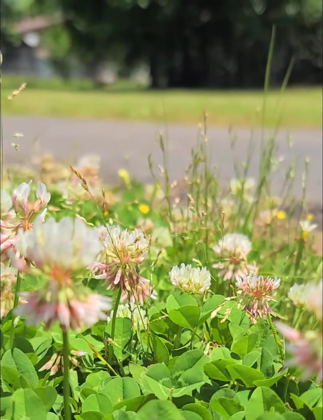 Waskom-Taylor Park - Waskom, TX