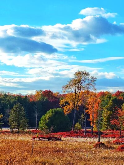Beaver Run Pond Wildlife Viewing Area Parking - Weedville, PA