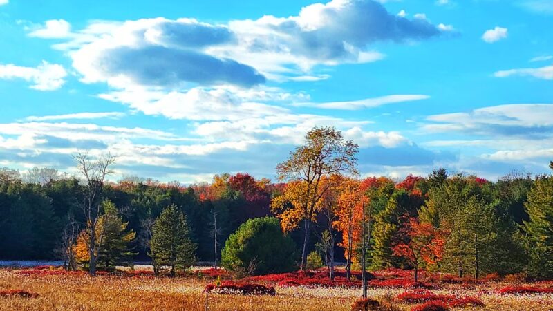 Beaver Run Pond Wildlife Viewing Area Parking - Weedville, PA