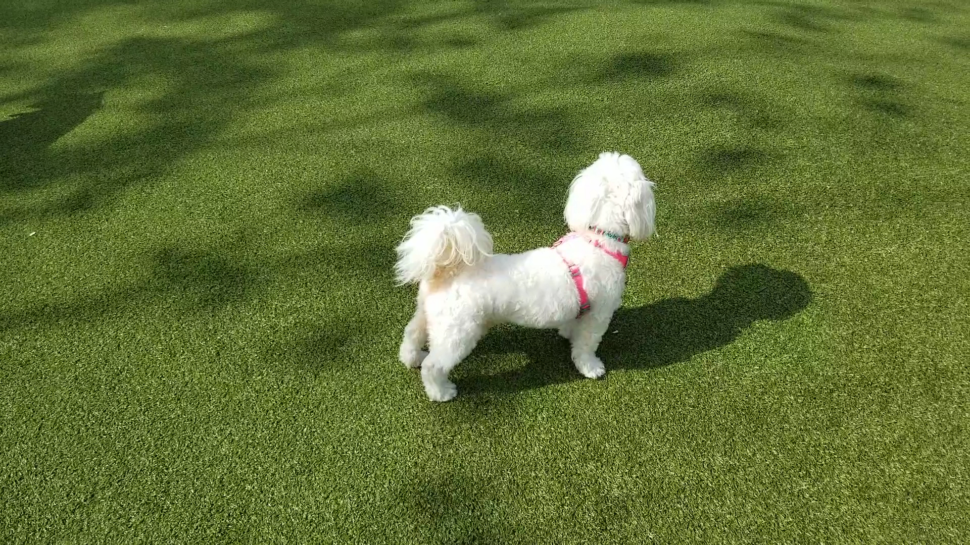 West Hollywood Small Dog Park - West Hollywood, CA