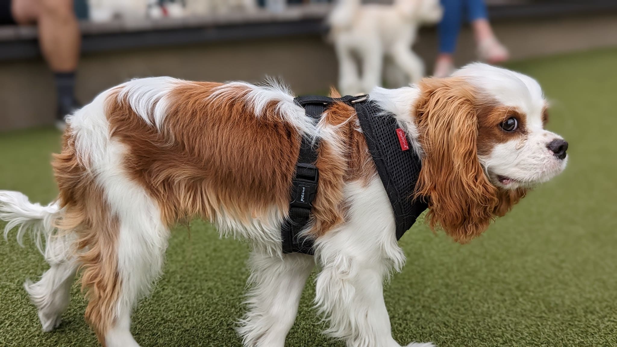 West Hollywood Small Dog Park - West Hollywood, CA