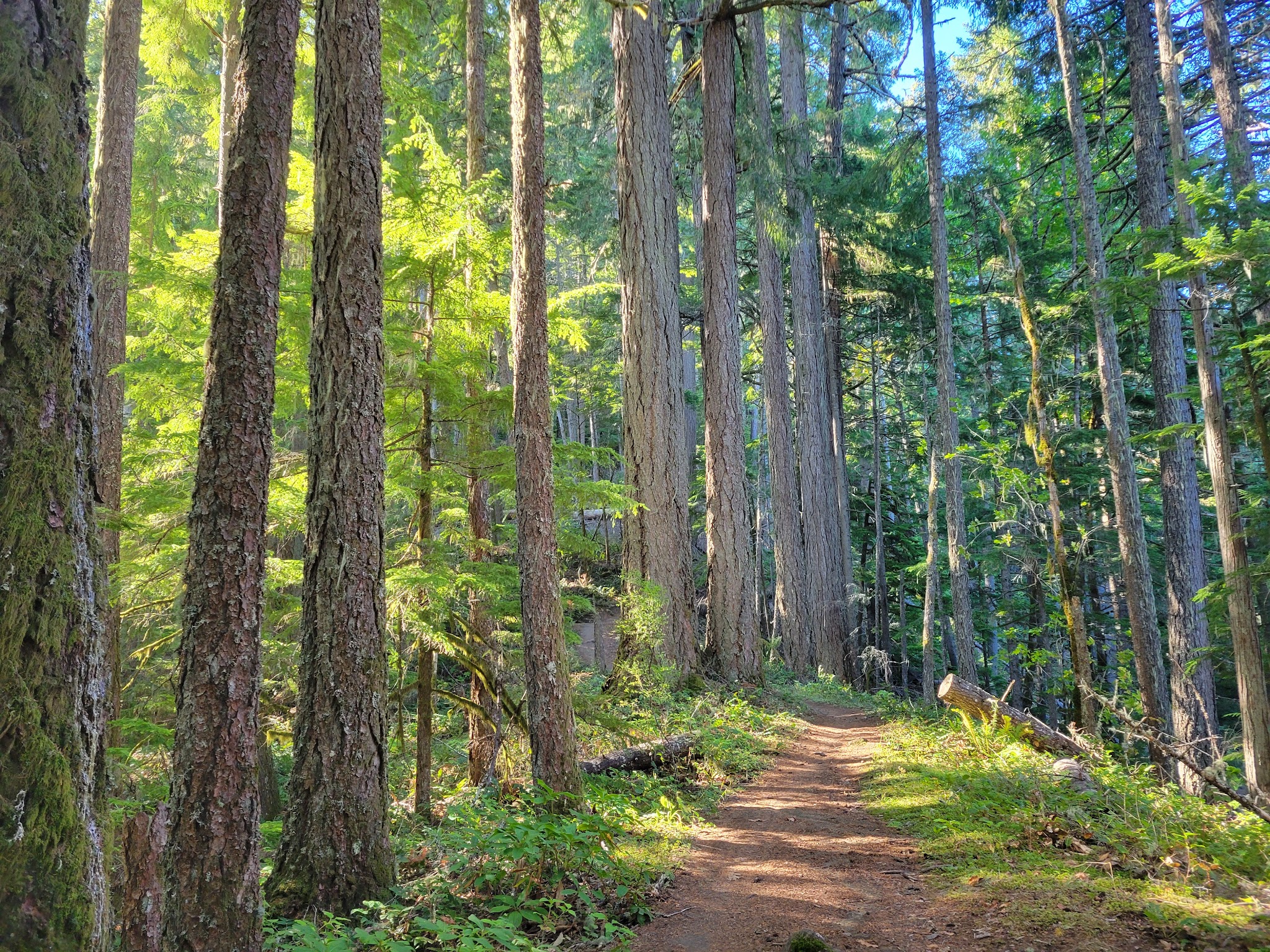 Hardesty Trailhead - Lower - Westfir, OR