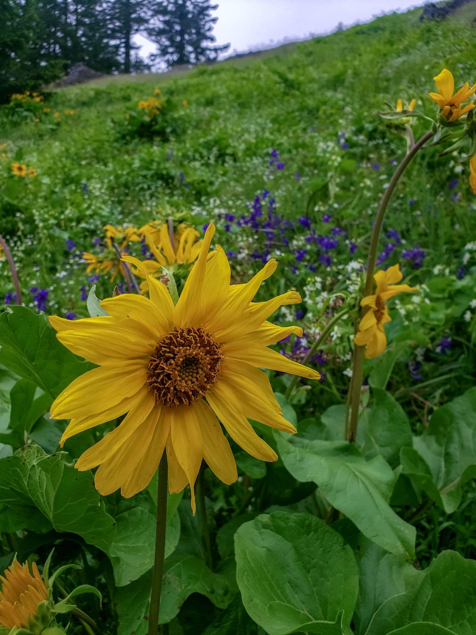 Tire Mountain Trailhead - Westfir, OR
