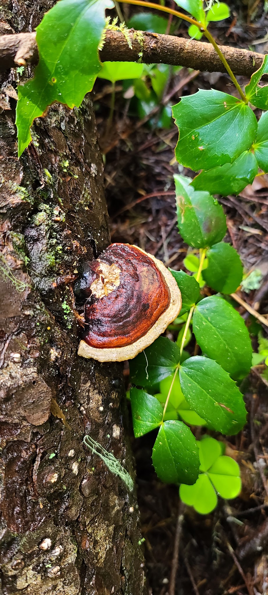 Tire Mountain Trailhead - Westfir, OR
