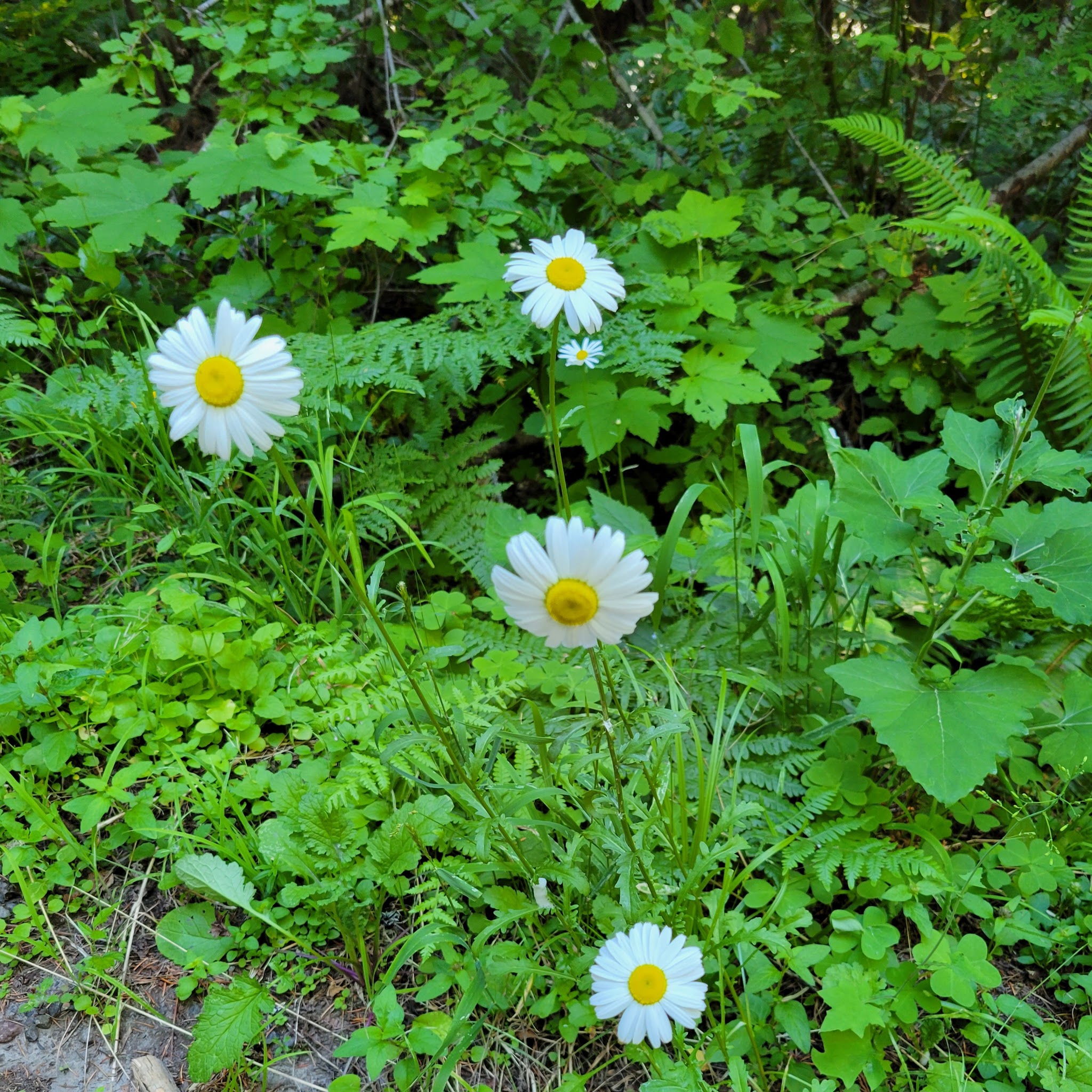 Tire Mountain Trailhead - Westfir, OR