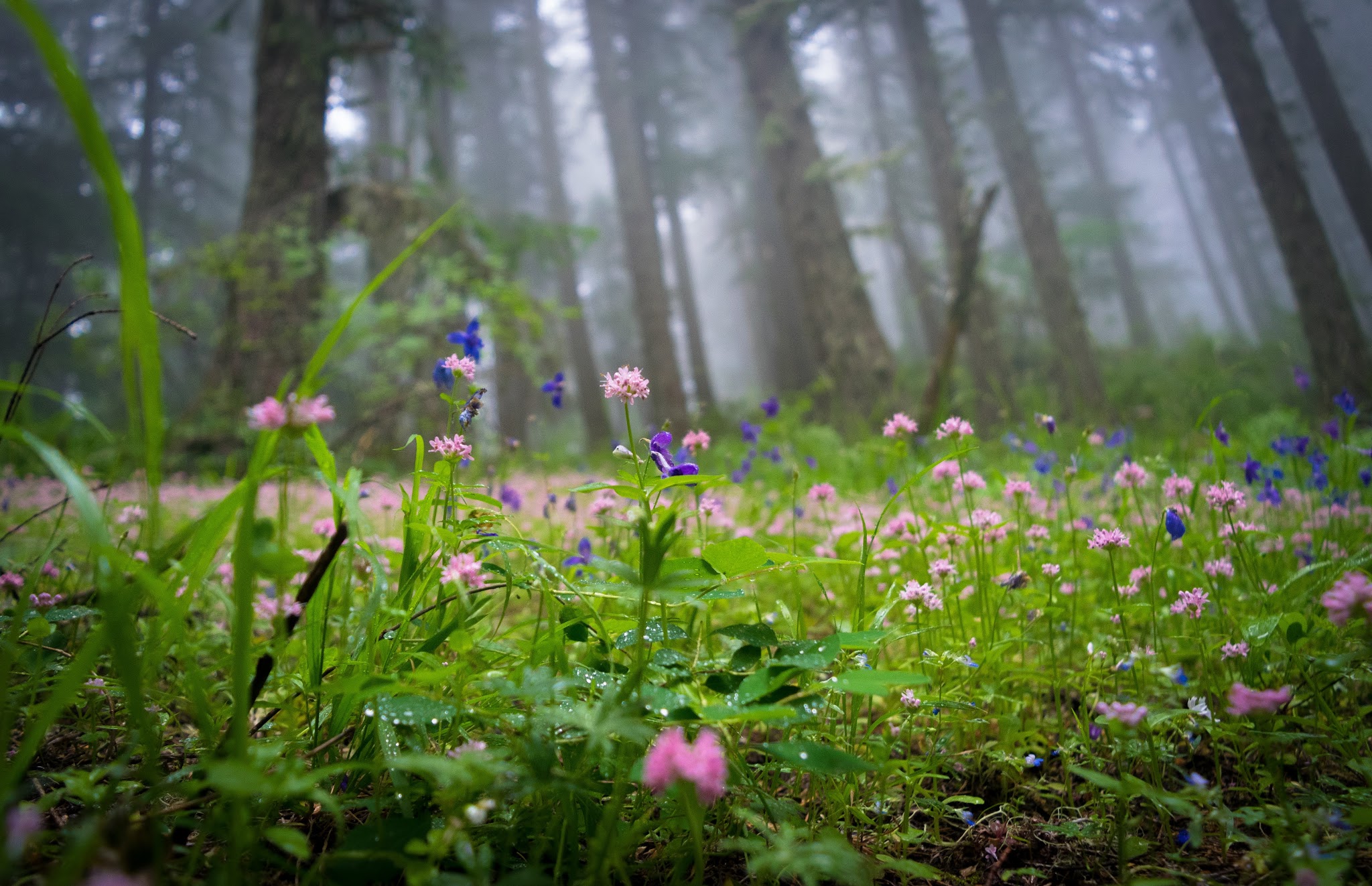 Tire Mountain Trailhead - Westfir, OR