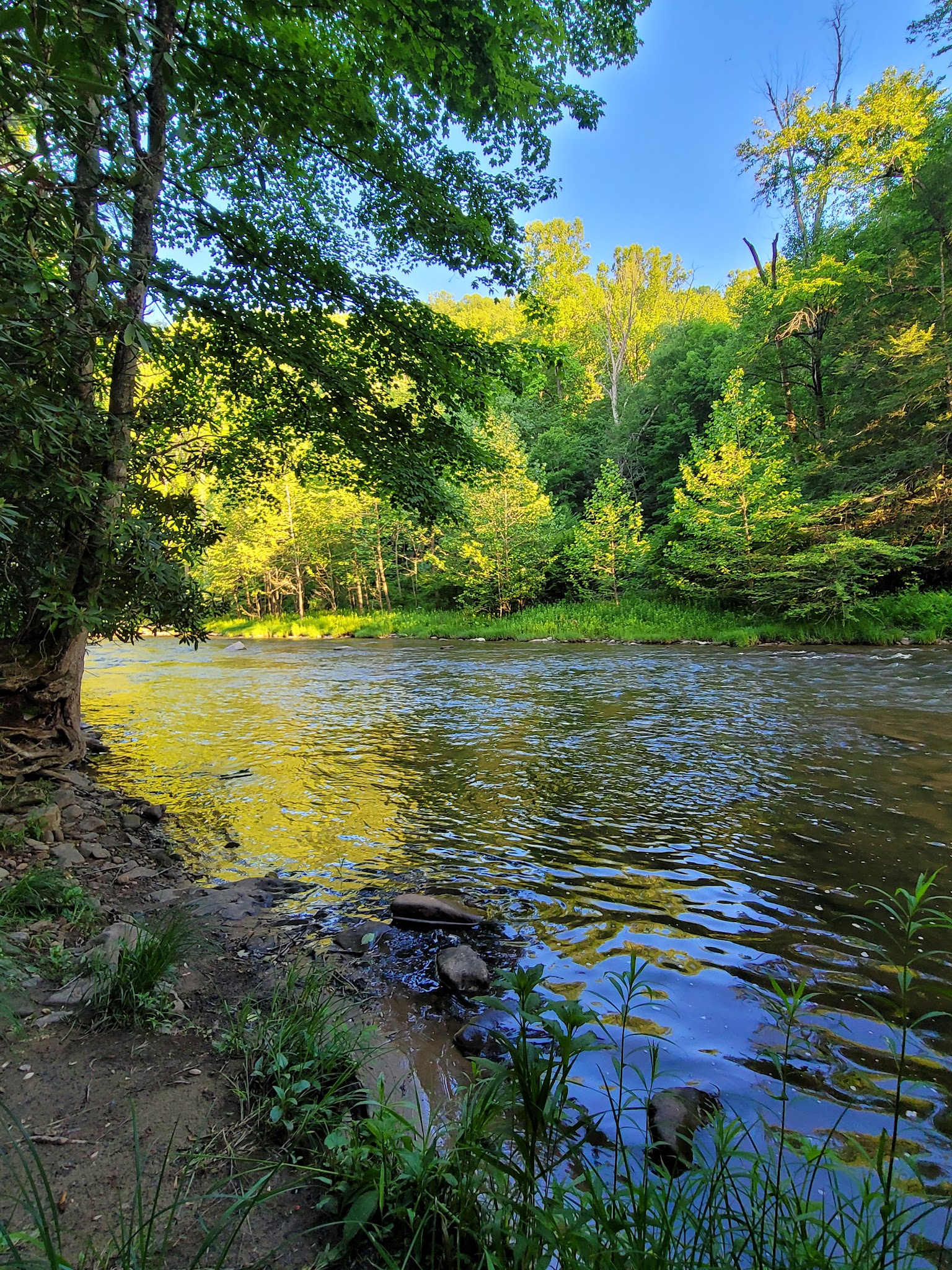 Lower Glady Dispersed Campground - Wymer, WV