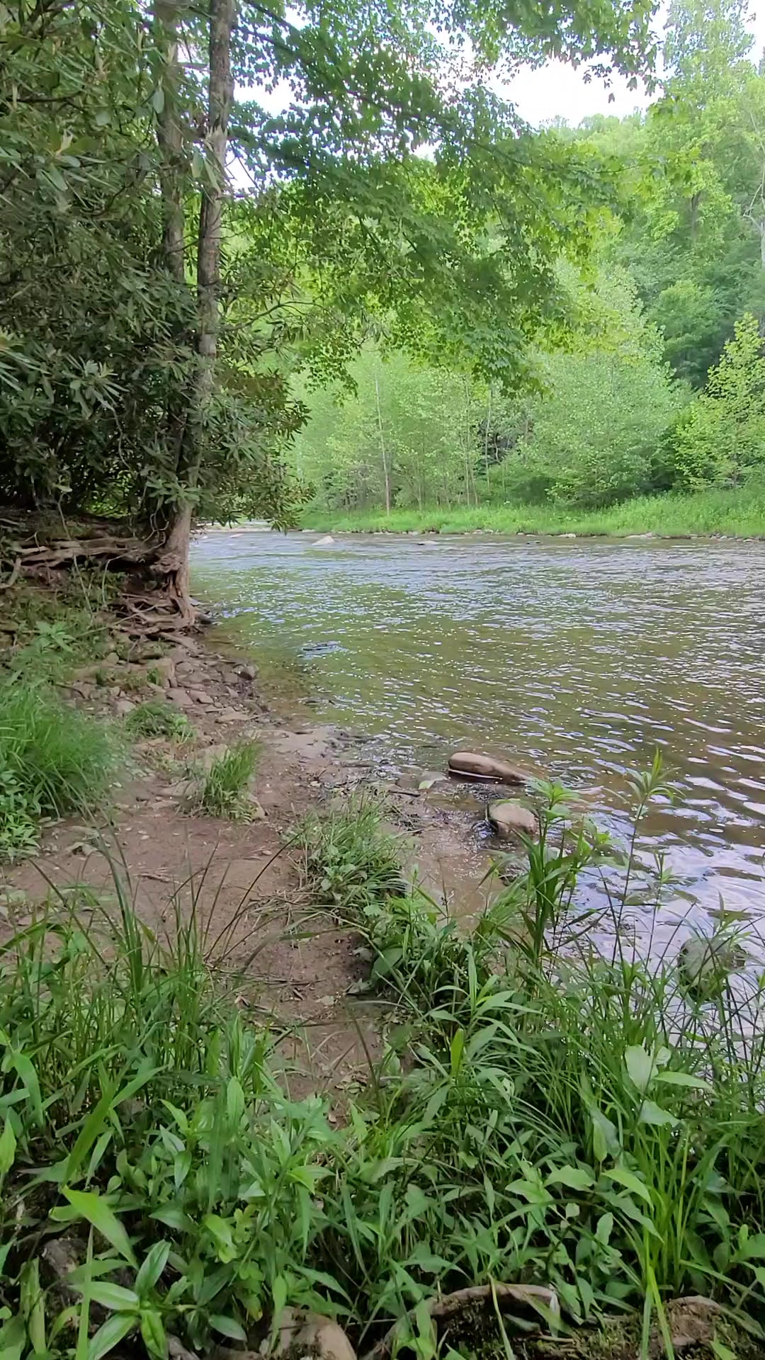 Lower Glady Dispersed Campground - Wymer, WV