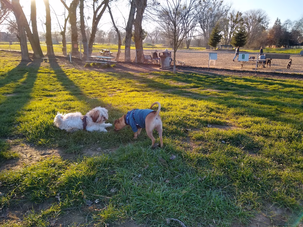Off the Leash Dog Park - Yuba City, CA