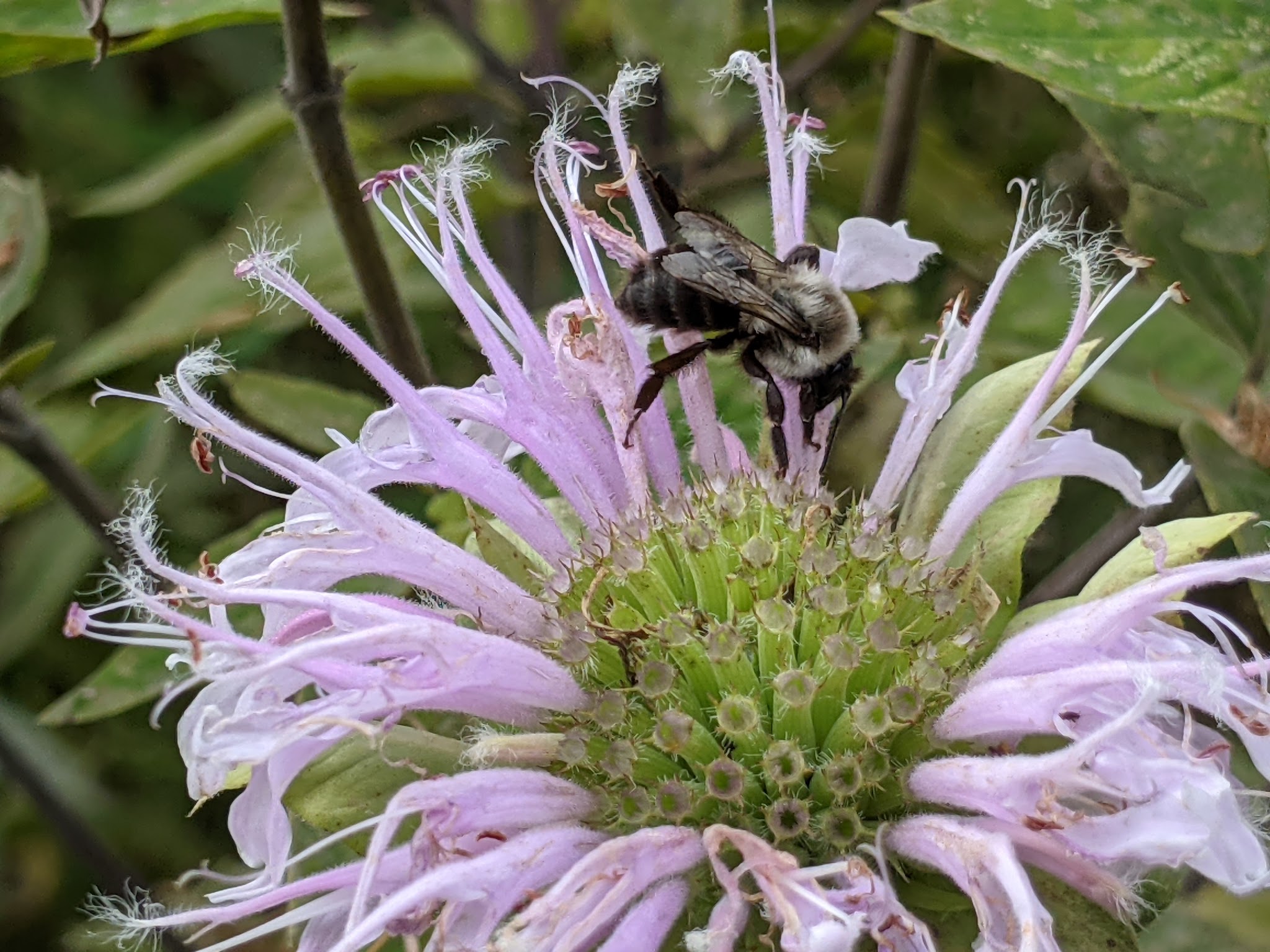 Churchview Park - Zionsville, PA