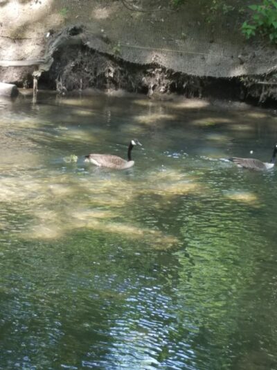 Shoelace Park - Bronx, NY