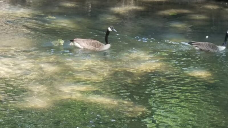 Shoelace Park - Bronx, NY