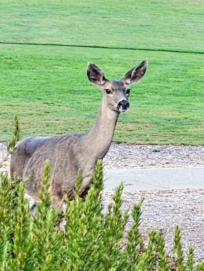 South Bank Trail - Carmel, CA