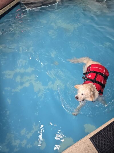 Splash Dog - Des Plaines, IL