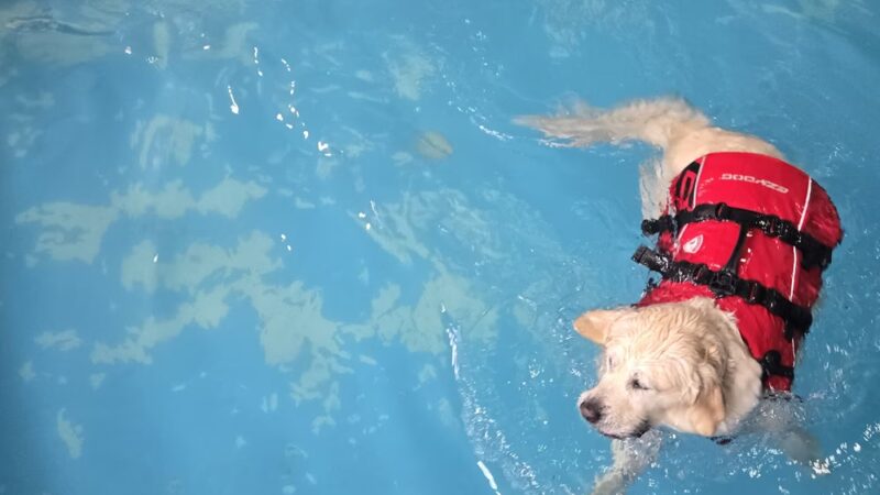 Splash Dog - Des Plaines, IL