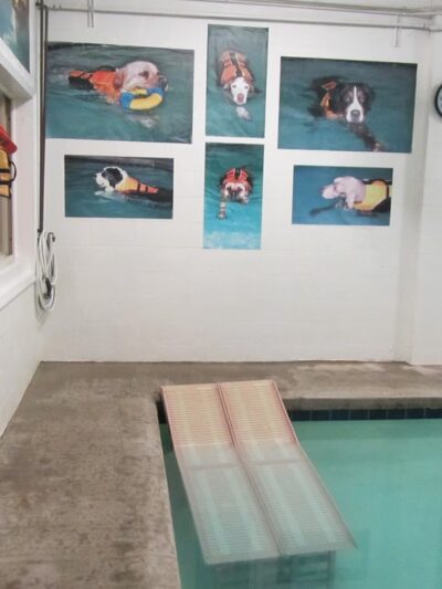 Splash Dog - Des Plaines, IL