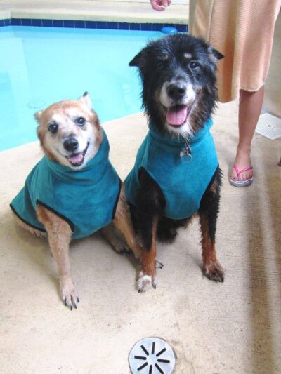 Splash Dog - Des Plaines, IL