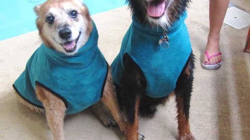 Splash Dog - Des Plaines, IL