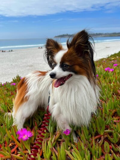 Happy Dog Carmel - ,