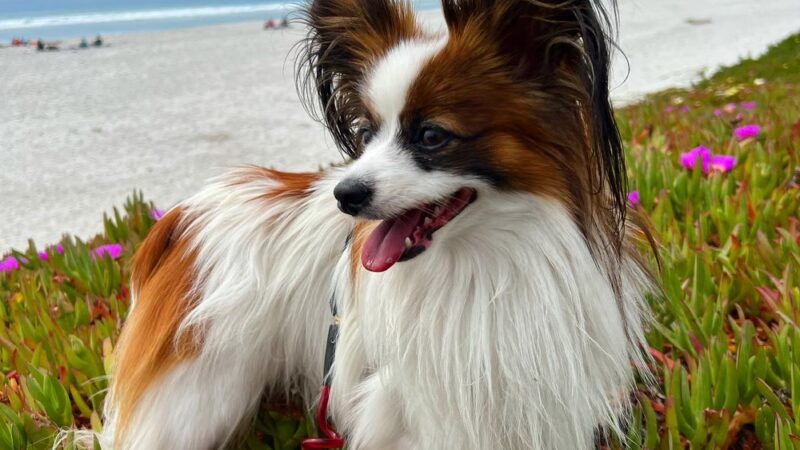 Happy Dog Carmel - ,