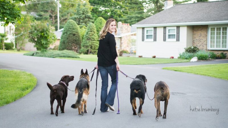 The Incredible K9 - Pleasant Gap, PA