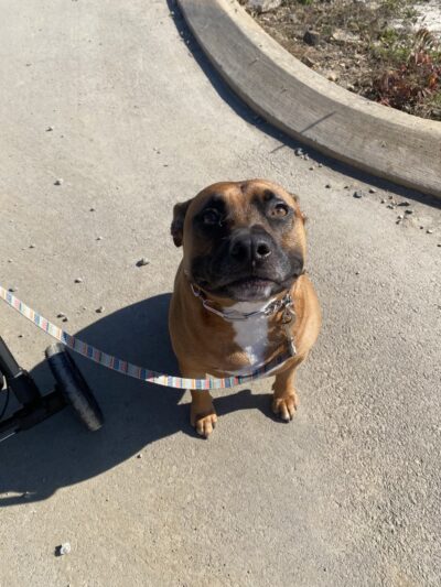 The Incredible K9 - Pleasant Gap, PA