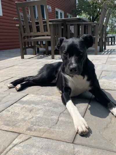 The Incredible K9 - Pleasant Gap, PA