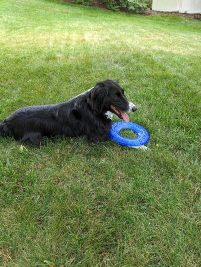 The Incredible K9 - Pleasant Gap, PA