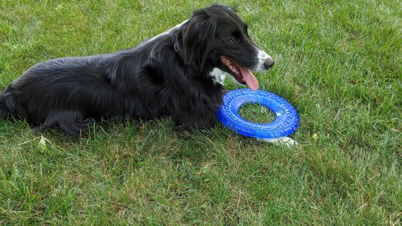 The Incredible K9 - Pleasant Gap, PA