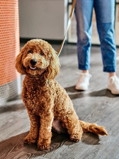 Dogtopia of Port Chester - Port Chester, NY