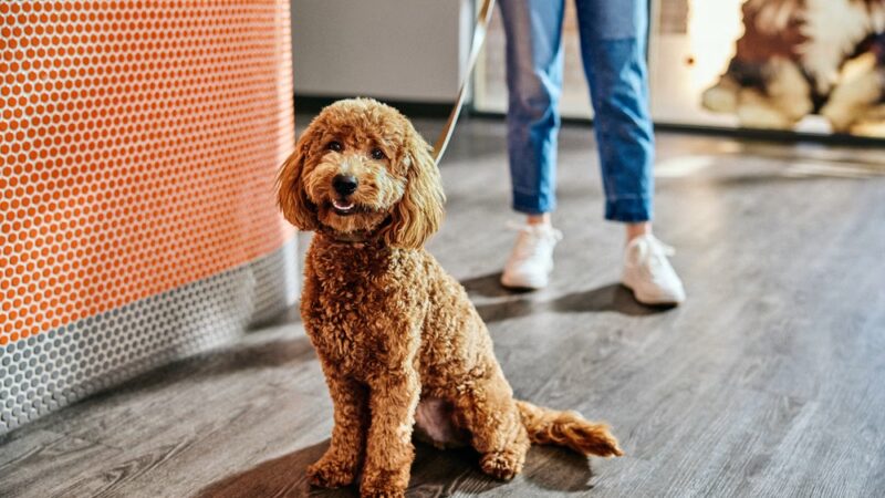 Dogtopia of Port Chester - Port Chester, NY